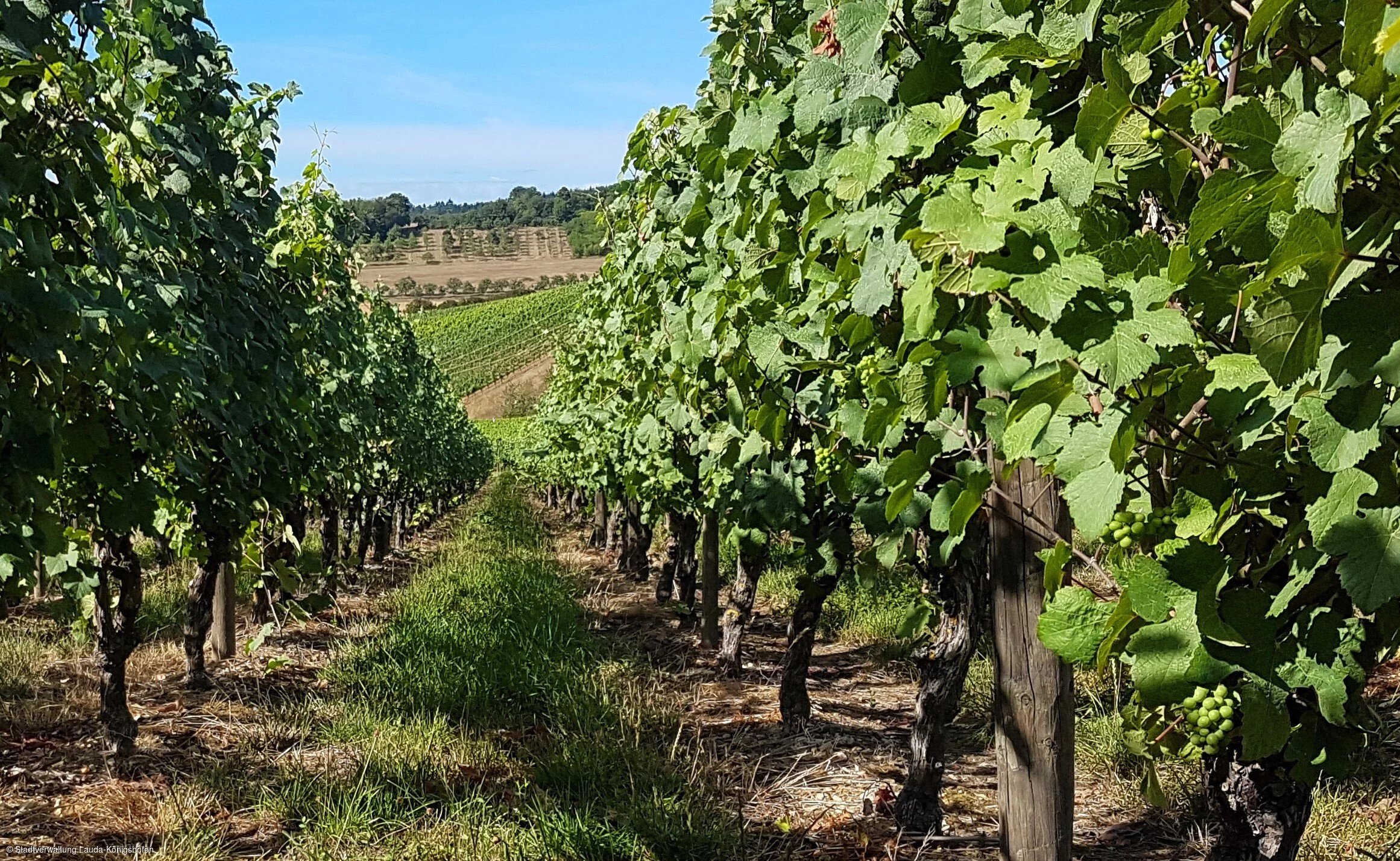 Weinlage Beckstein (Lauda-Königshofen, Liebliches Taubertal)