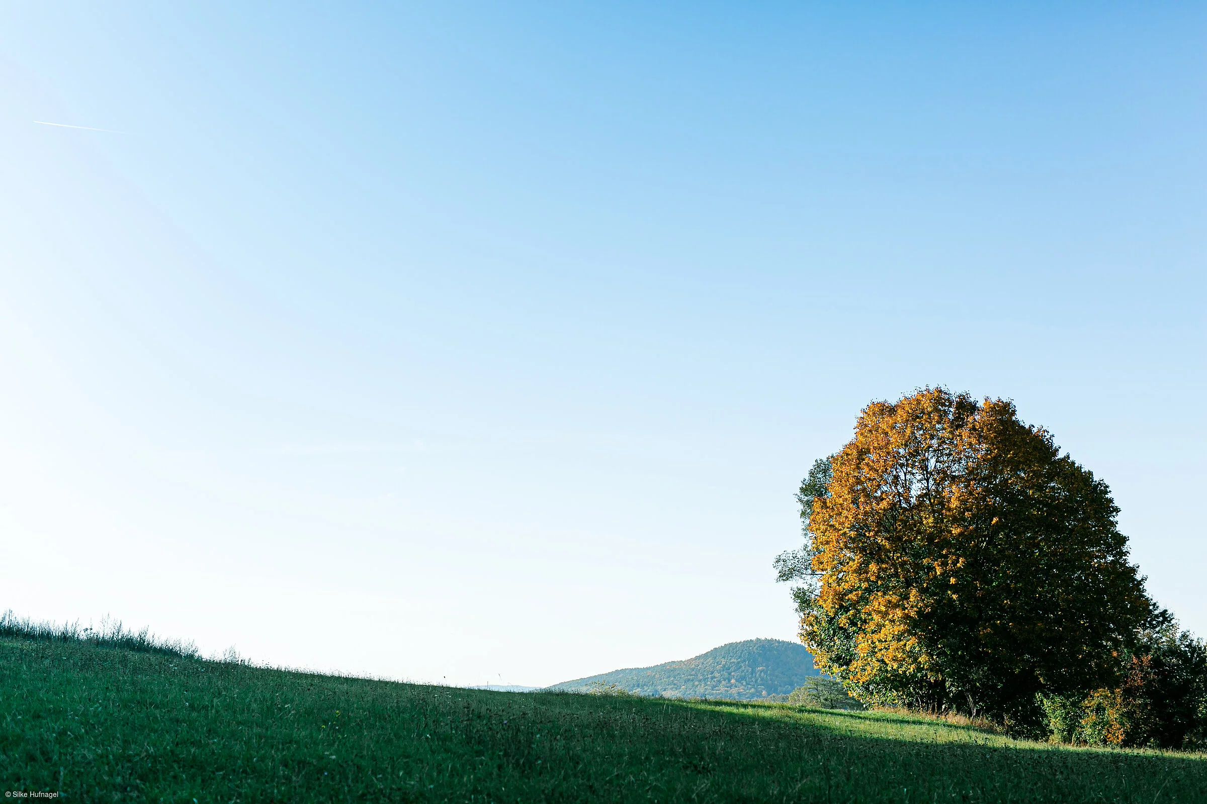 Kastanienbaum (Laufach, Spessart-Mainland)