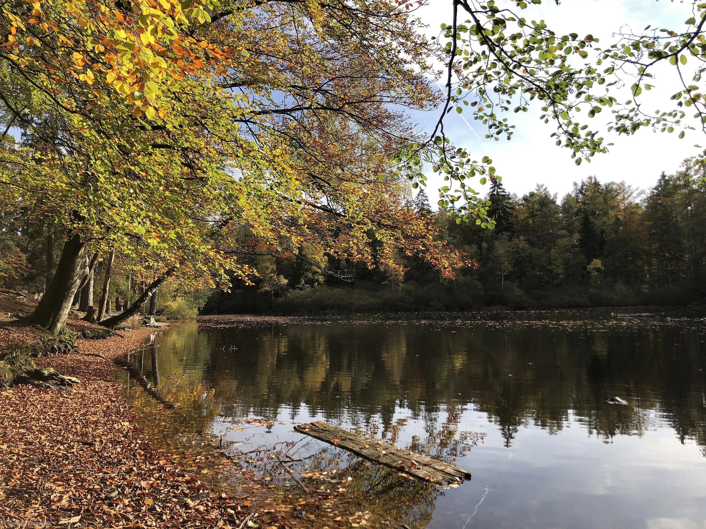 Wiesbüttsee (Flörsbachtal, Spessart-Mainland)