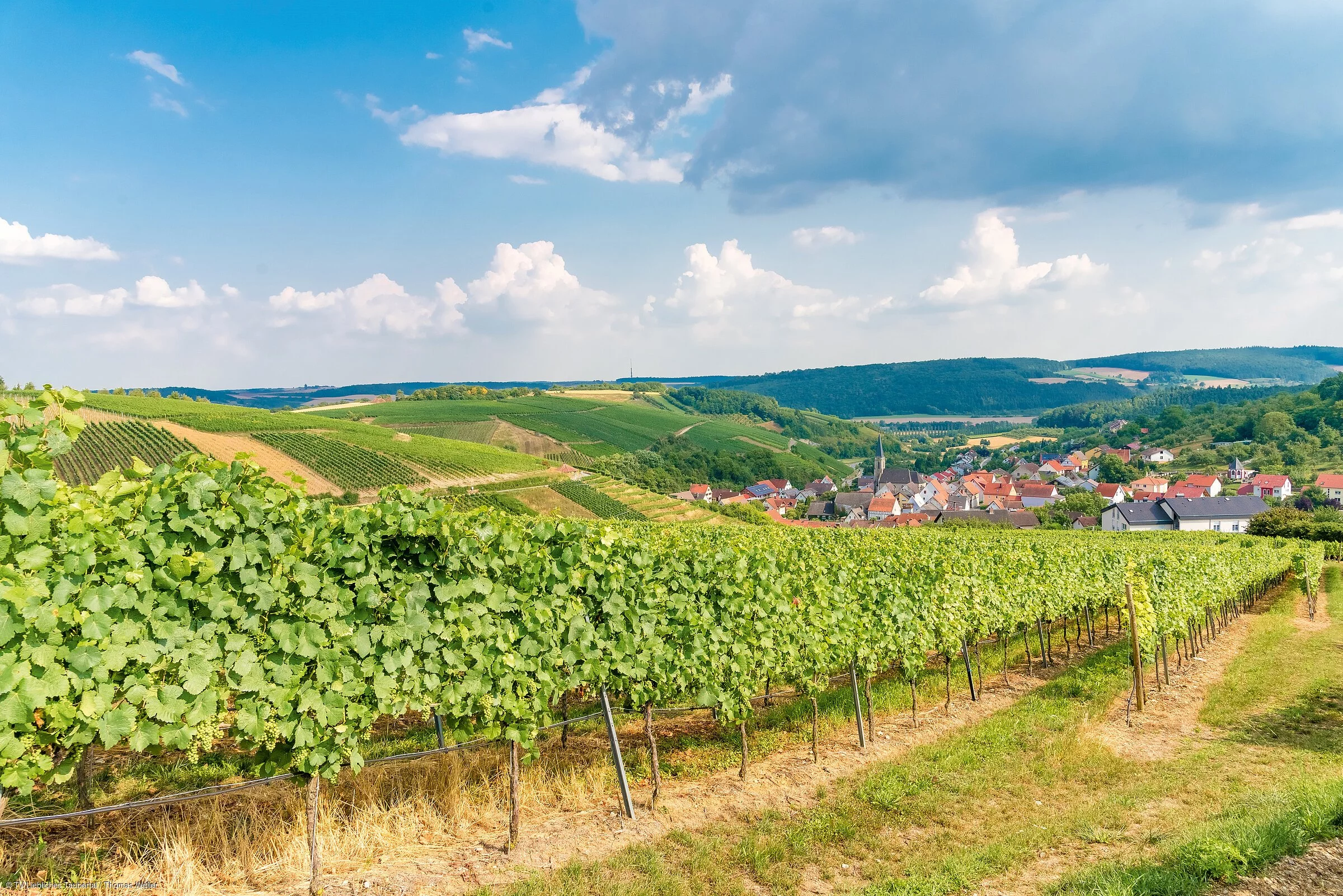 Weinberge bei Beckstein (Lauda-Königshofen/Liebliches Taubertal)