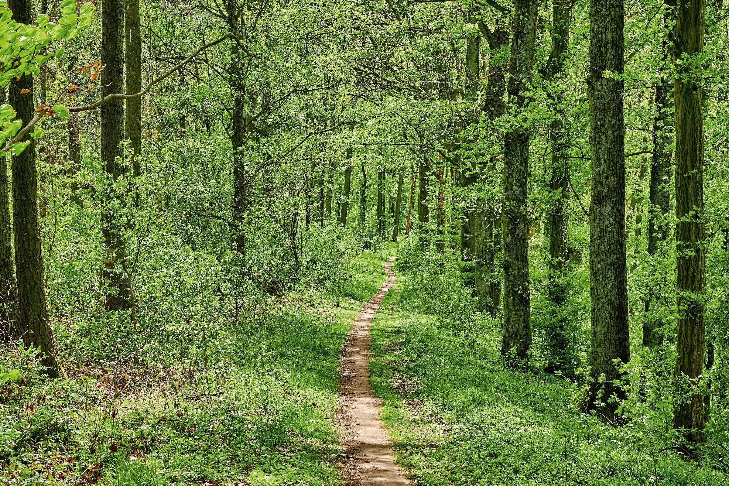 Waldwanderweg Zabelstein (Steigerwald)